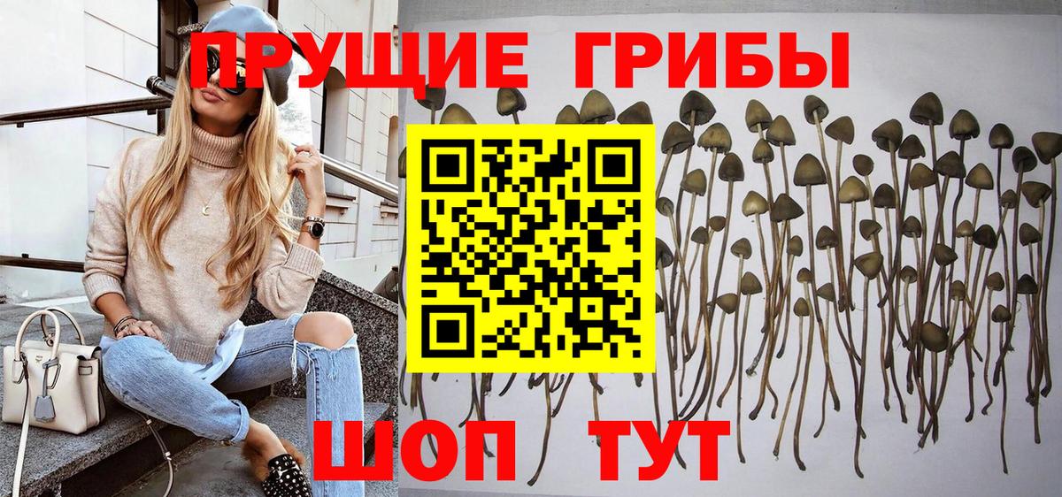 Псилоцибиновые грибы GOLDEN TEACHER Ивантеевка